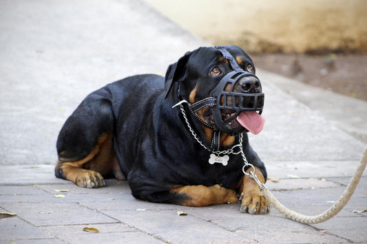 Aprobada la primera Ley de Protección Animal - astorpet