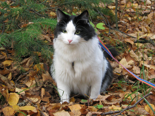 Beneficios e inconvenientes de sacar a pasear a tu gato - astorpet