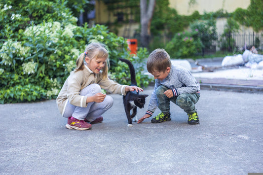 Claves para entender mejor a los gatos - astorpet