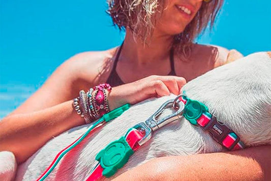 Collares originales para tu perro - astorpet