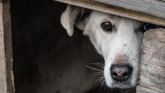 Cómo calmar a tu mascota del ruido de los cohetes - astorpet