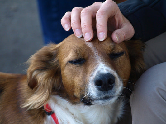 Cómo saludar y acariciar a los perros para que lo disfruten - astorpet