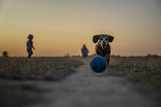 Consejos para conservar joven el cerebro de tu perro - astorpet