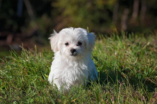 Cuidados para perros pequeños - astorpet