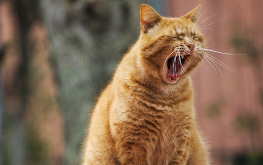 El estrés en el gato: Síntomas y tratamiento - astorpet