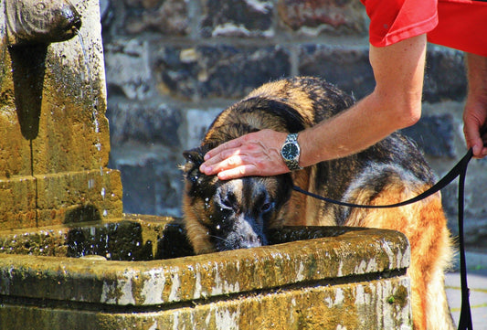 El golpe de calor en los perros - astorpet