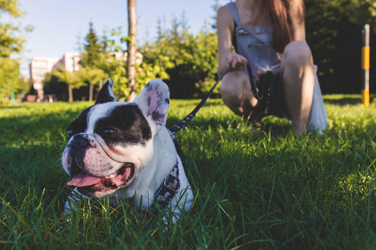 Entrena a tu perro para pasear con la correa suelta - astorpet