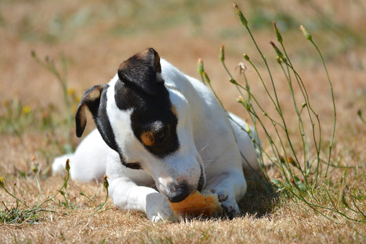 ¿Es bueno el pan para el perro o el gato? - astorpet