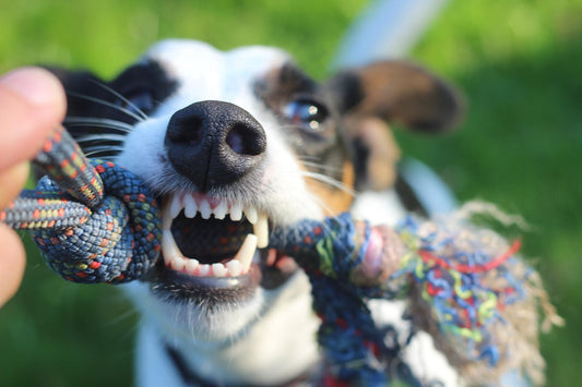 La importancia de la higiene oral en perros y gatos - astorpet