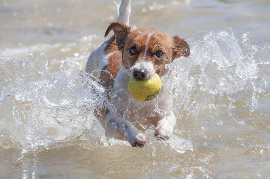 La pelota de tenis: un peligro para tu perro - astorpet