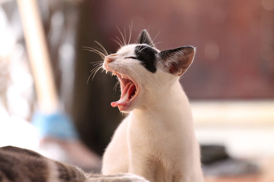 ¿Por qué mi gato es destructivo? - astorpet