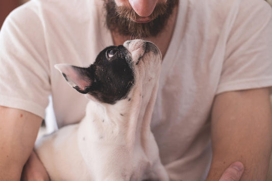 Señales de que tu perro te quiere - astorpet