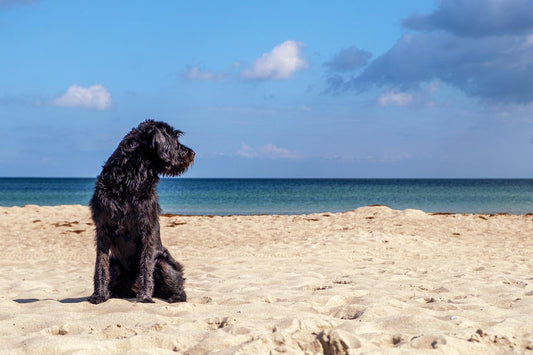 Vacaciones con tu perro - astorpet