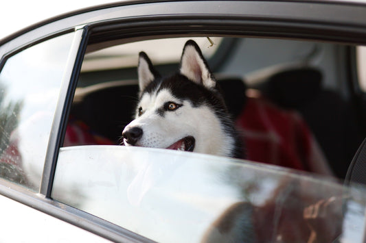 Viajar con una mascota: ¿Qué meto en su maleta? - astorpet