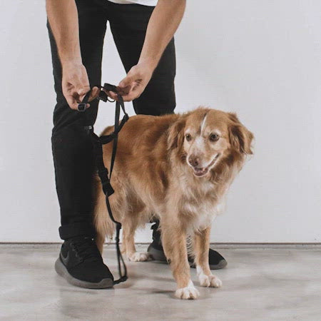 Arnés H Zee.Dog Modelo ATLANTA