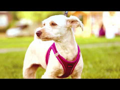 Arnés Air Mesh Reflectante Tipo Chaleco Cachorros y Pequeños. Color Rosa